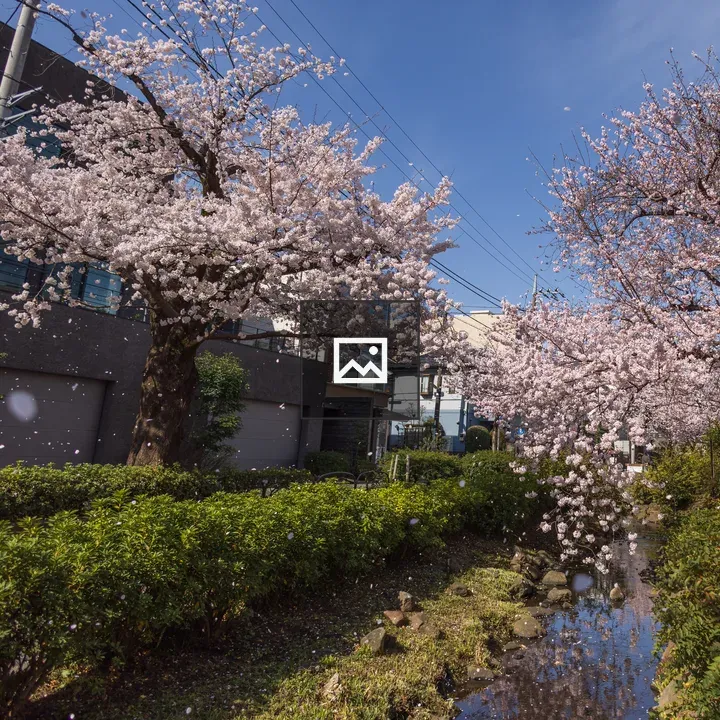 Cherry blossoms over stream in Tokyo