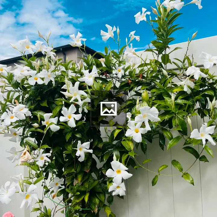White flower vine on fence