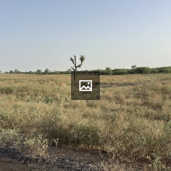 Leafless Tree in Grassland