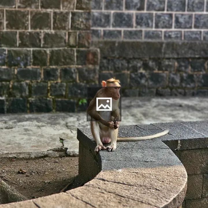 Monkey on curved stone bench