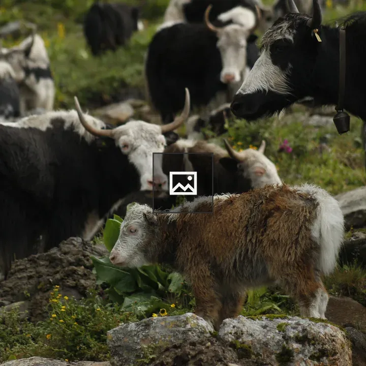 Baby yak among its herd