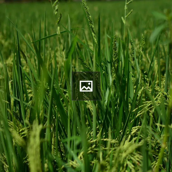 Closeup of Green Grass Between Rice