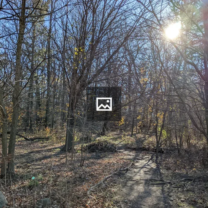 Trees in the Woods