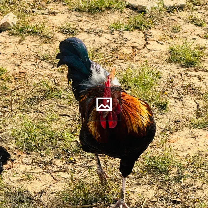 Colorful rooster on ground
