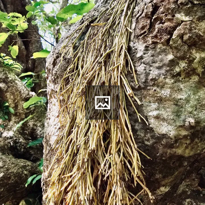 Aerial Roots on Tree Trunk