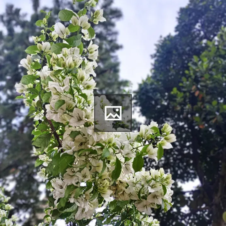Branch with white flowers