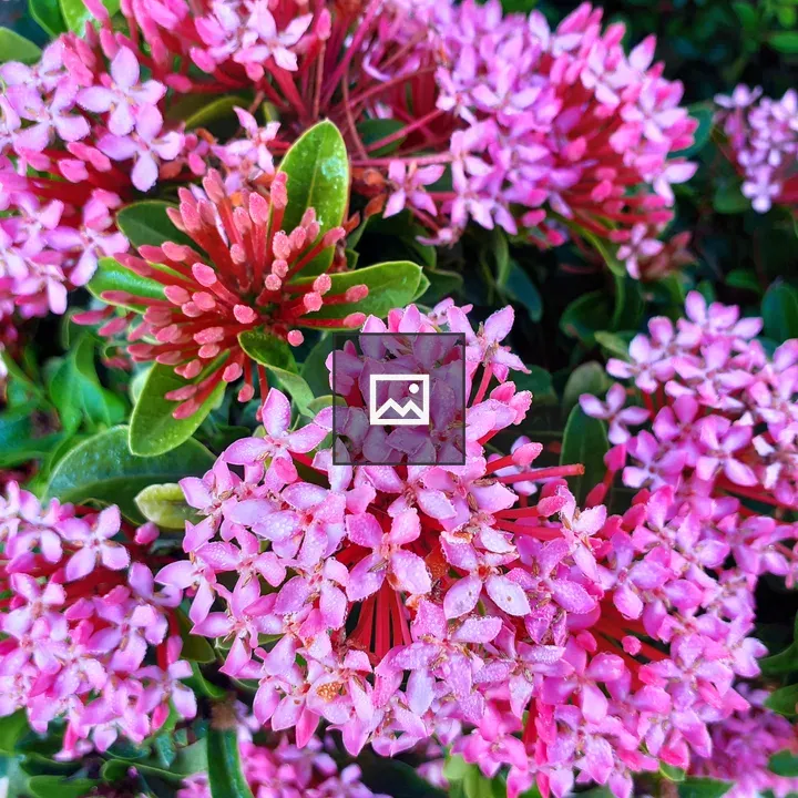 Pink Flowers with Green Leaves