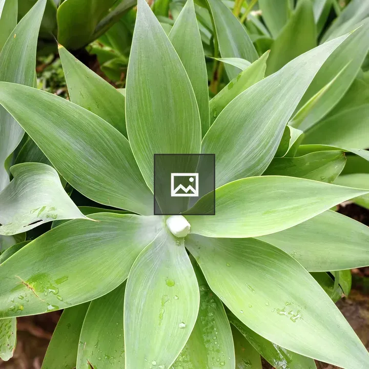 Green rosette plant close-up