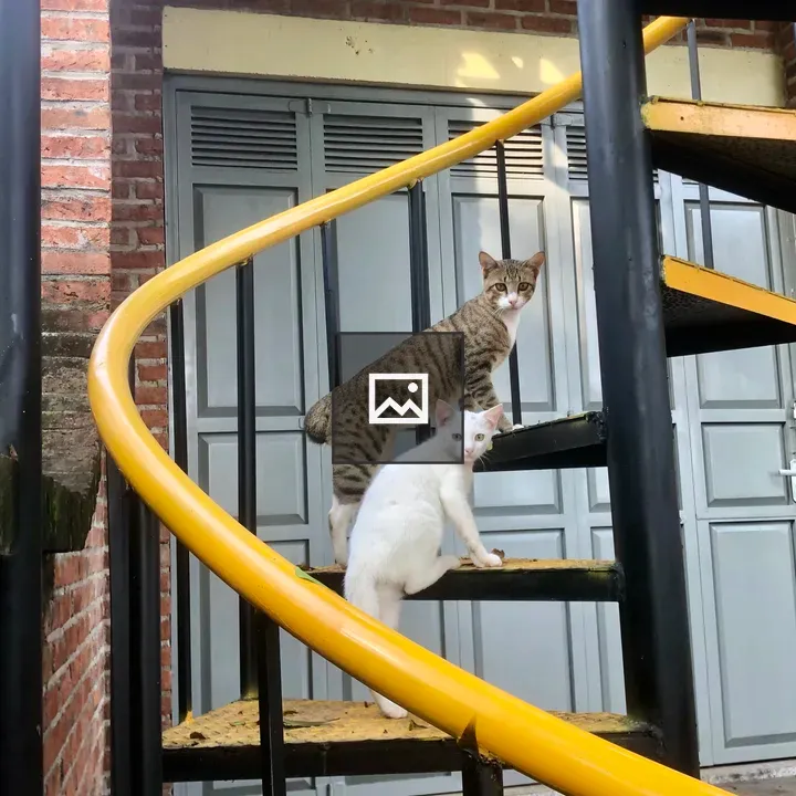 Two Cats on Yellow Spiral Staircase