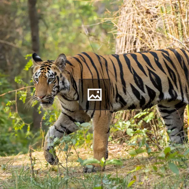 Bengal tiger in forest