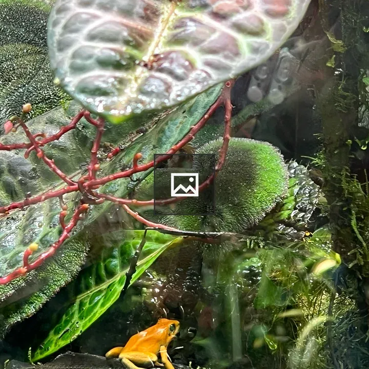 Orange frog on rock
