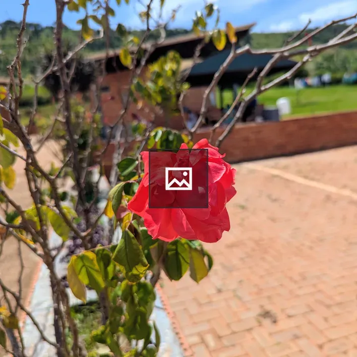 Red flower with bare branches