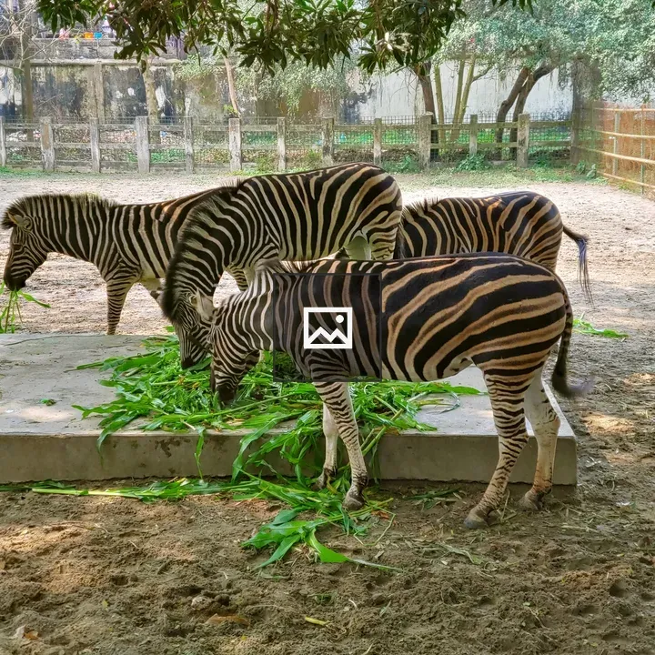 Zebra at Bangladesh National Zoo
