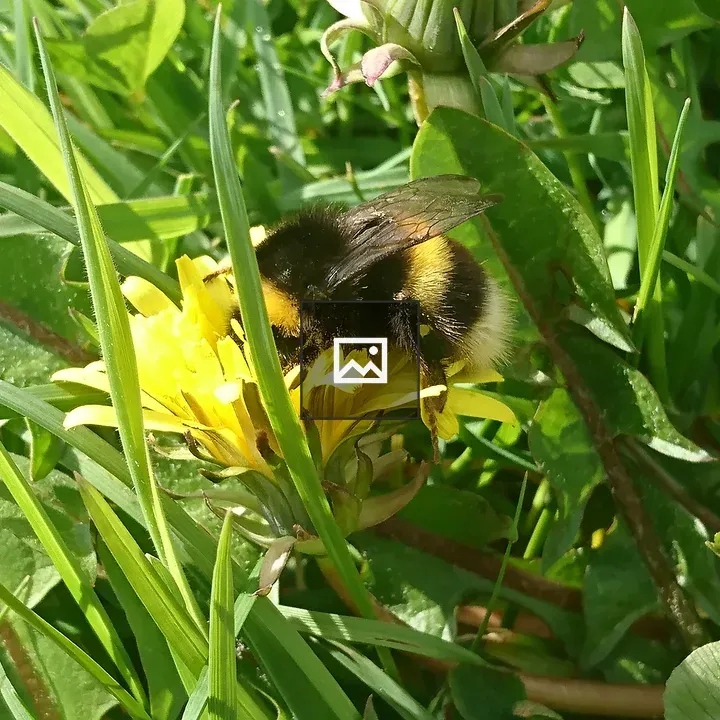 Bee on a Dandelion