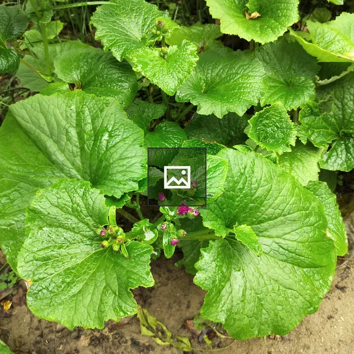Small pink flowers buds