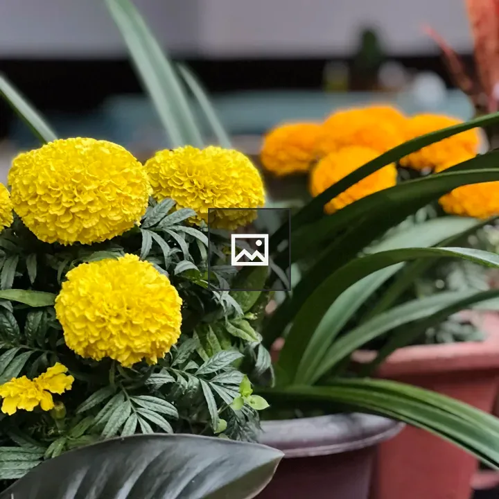 Close-up of yellow marigolds
