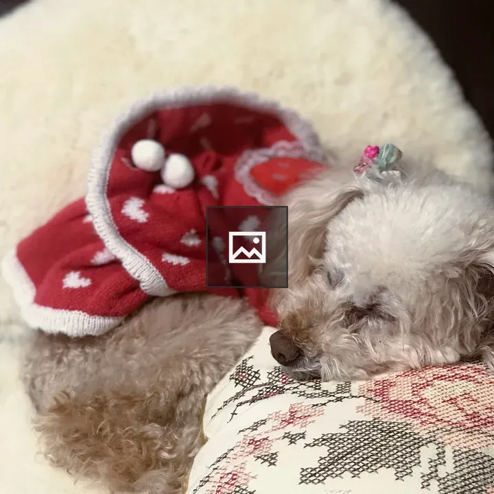 Apricot Toy Poodle Sleeping