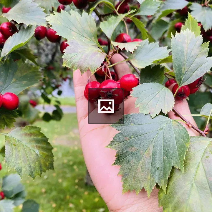 Berry on leafy branch