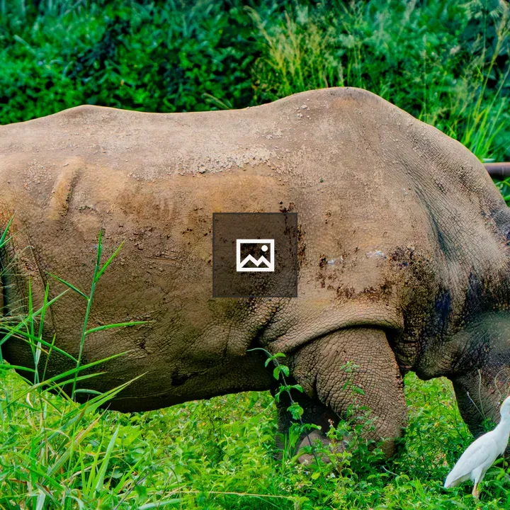 Rhino in Entebbe Zoo Grass