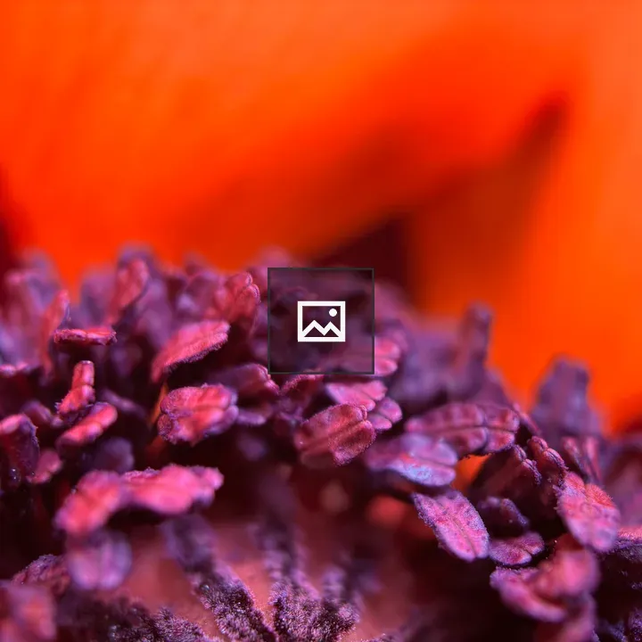 Center of a poppy closeup