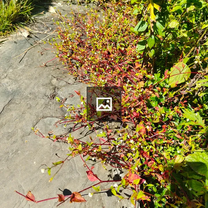 Patch of Green and Red Foliage