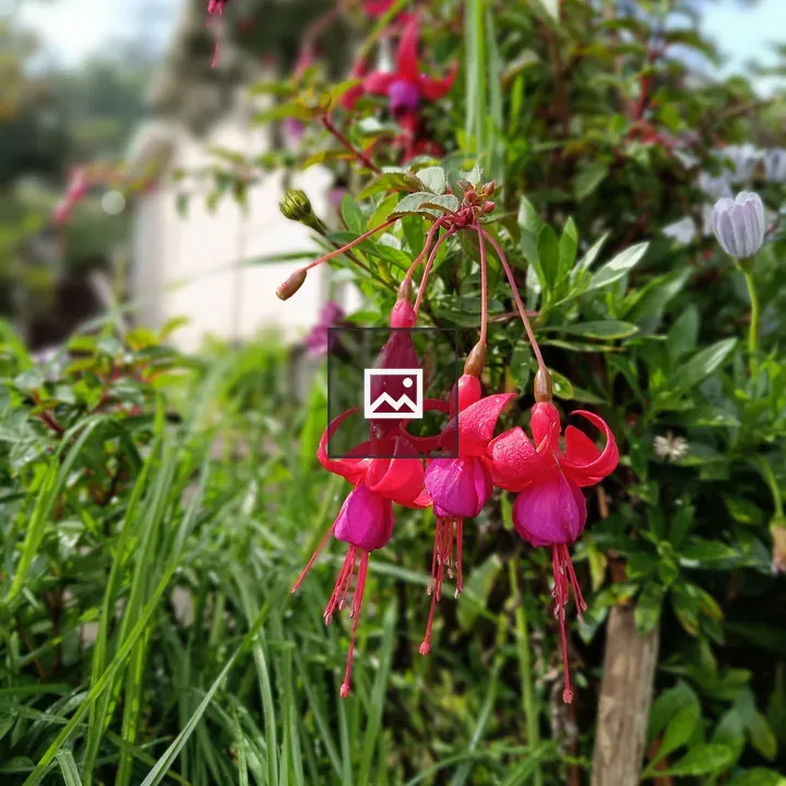 Fuchsia Flower in Green Backdrop