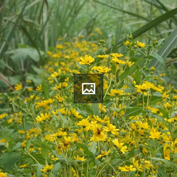 Yellow flowers