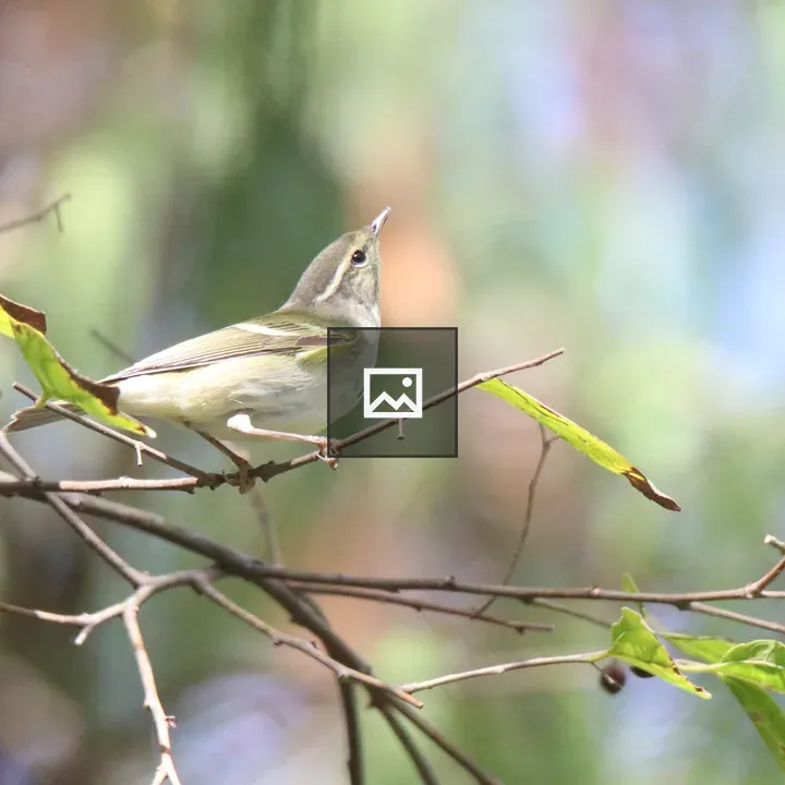 Radde's Warbler on Branch