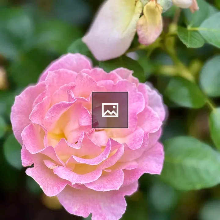 Pink Rose with withered Flower