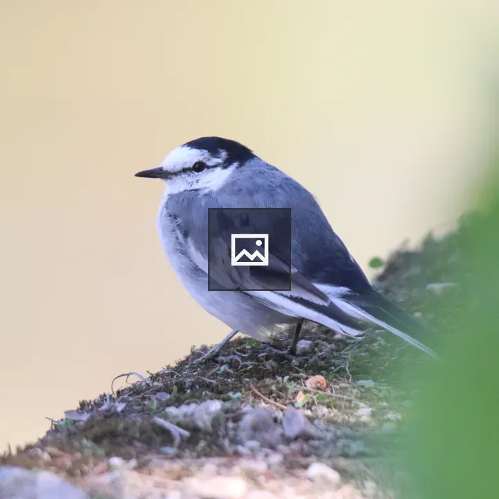 Bird on a Mossy Rock
