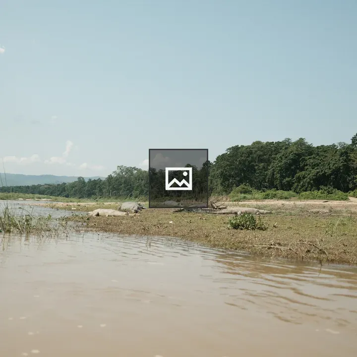 Crocodile in Sauraha