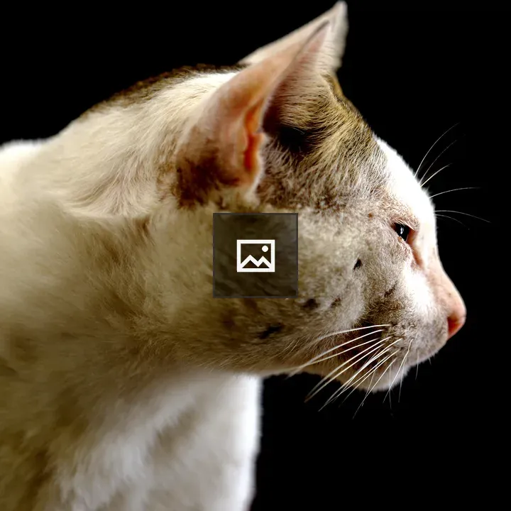 Cat Side Profile Close-Up
