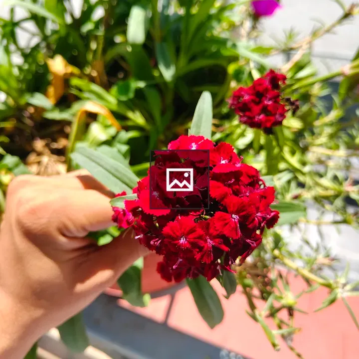 Handful of red flowers