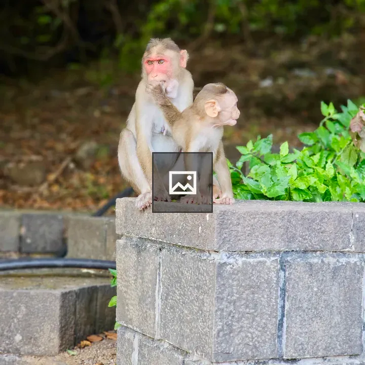 Mother monkey with youngster on ledge