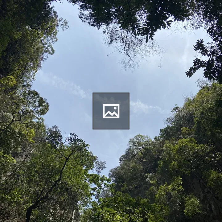 View Upward Through Trees