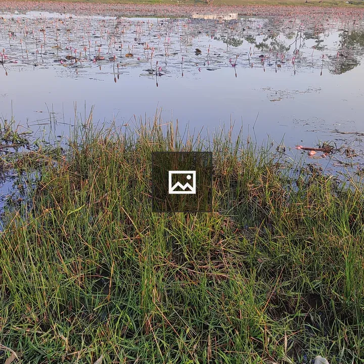 Marshy Shore with Pink Lily Buds