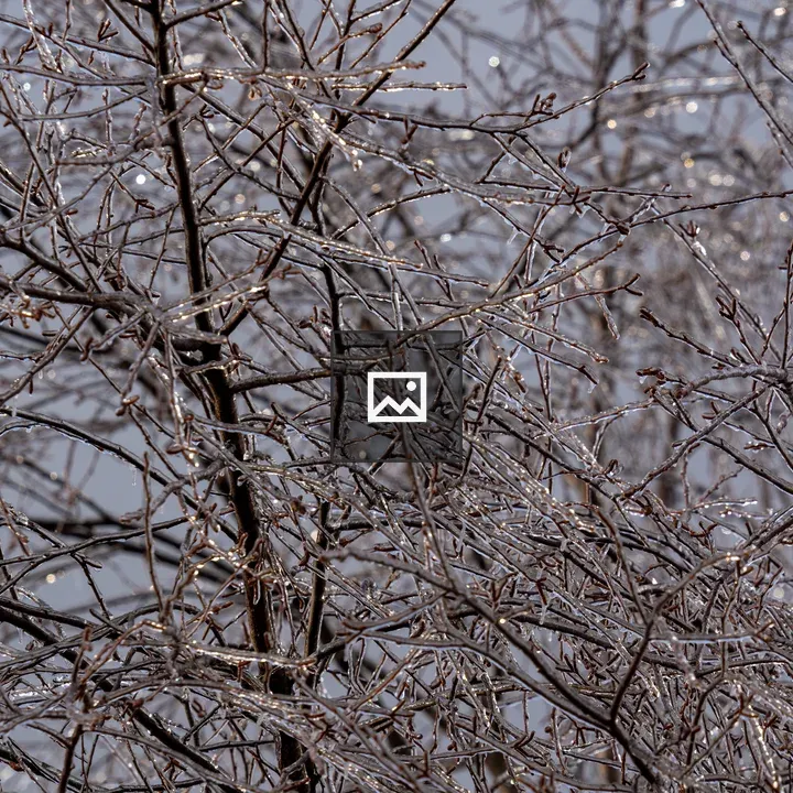 Ice Covered Tree Branches