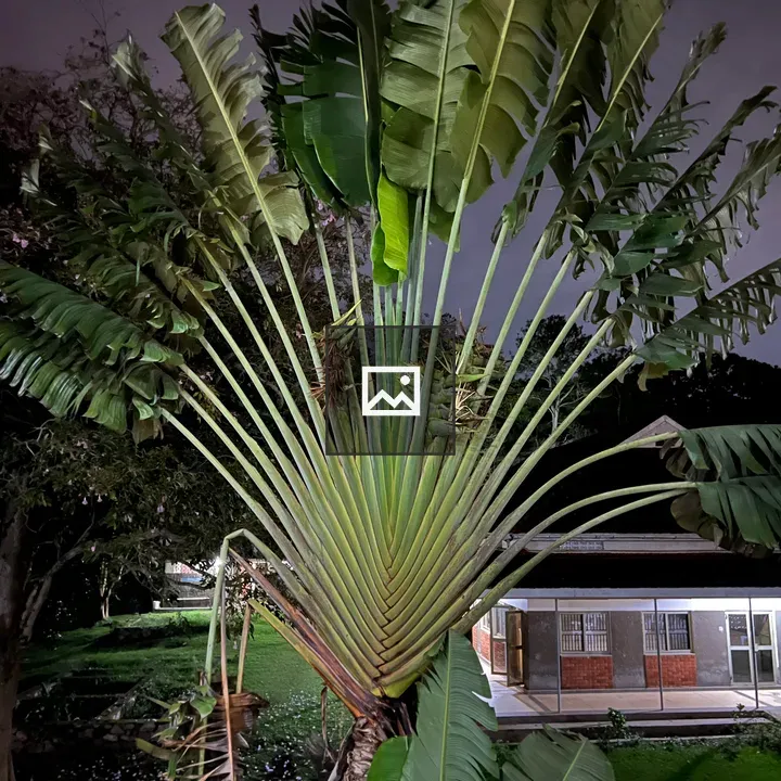 Nighttime Palm With House Lights