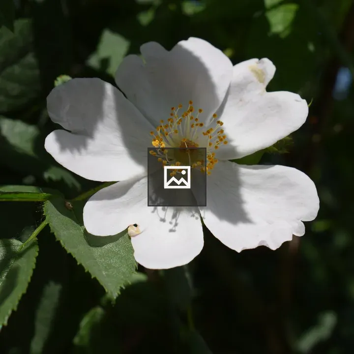 White wild rose close-up