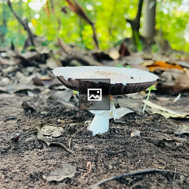 Side View Mushroom in Forest
