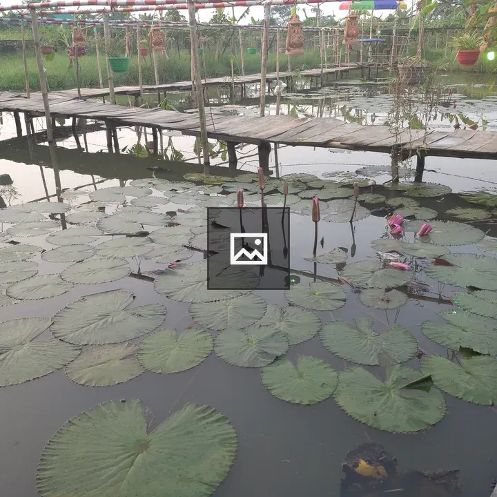 Lily in pond near dock