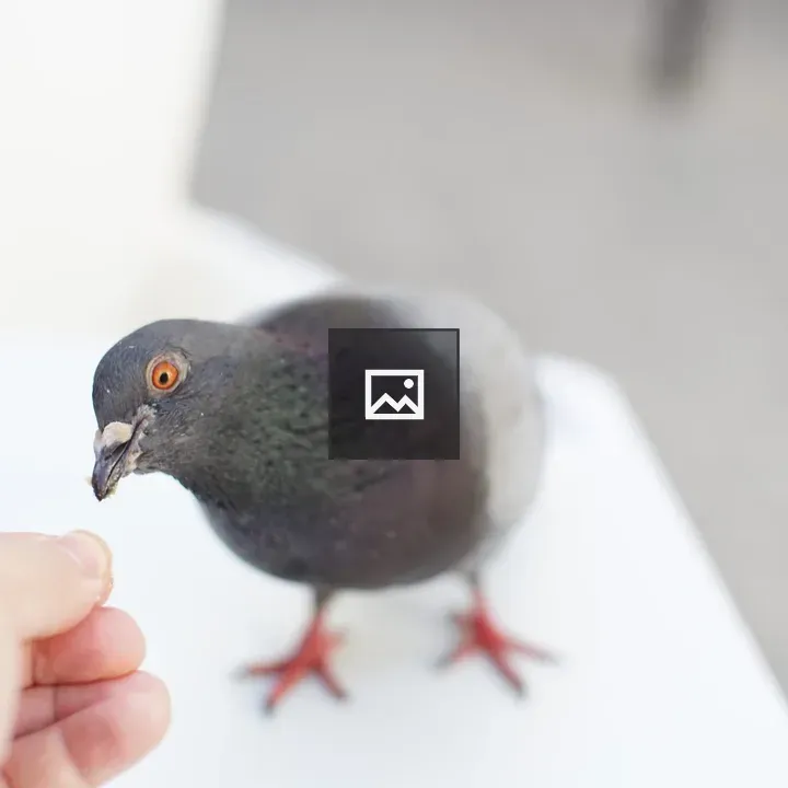 Pigeon feeding on hand