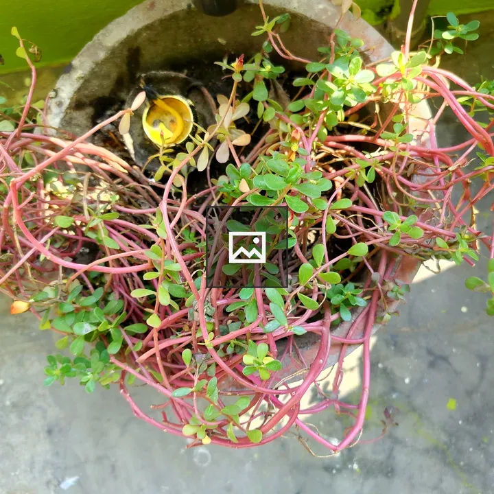 Potted plant with reddish stems