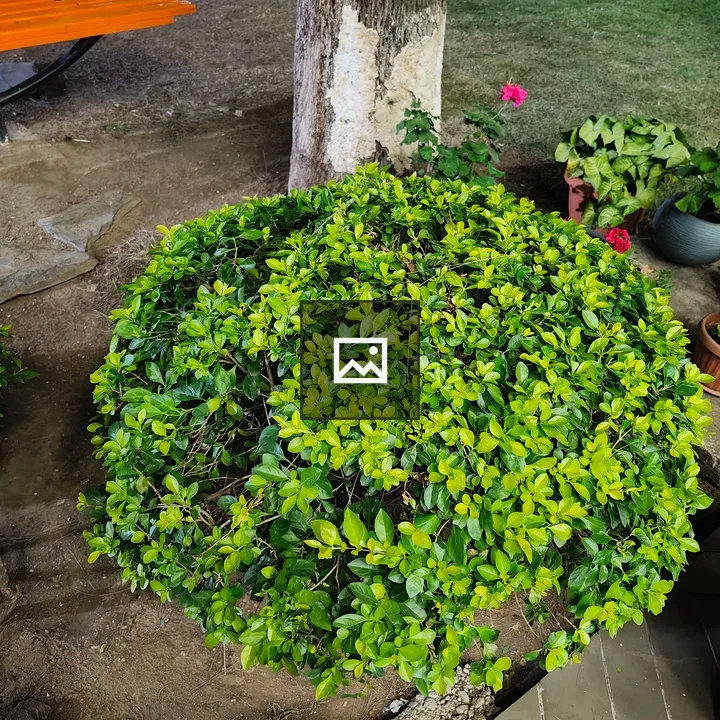 Small green shrub in garden