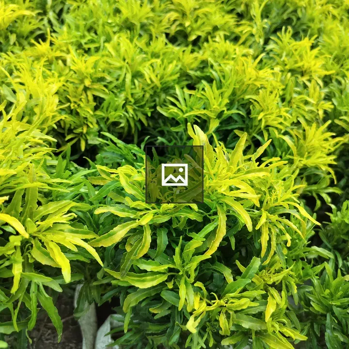 Vibrant Green Leaves in Nature