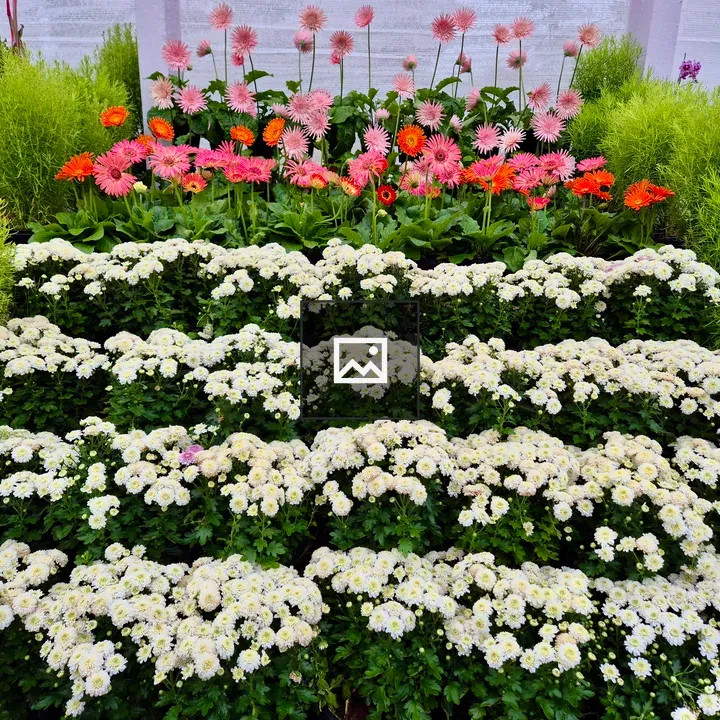 Chrysanthemums in Tiered Display