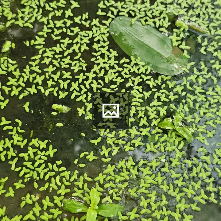 Duckweed mat on water surface