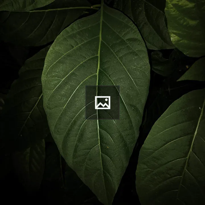 Dark green leaf close-up
