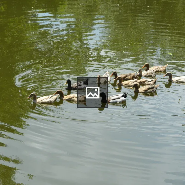 Flock of ducks on pond