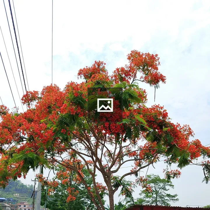 Tree with red flowers
